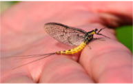 image of a Mayfly from front cover of the report.